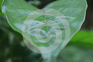 Green leaves that indicate the content of chlorophyll in the leaves are high and the shiny surface of the leaves