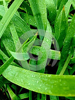 Green leaves of iris after rain