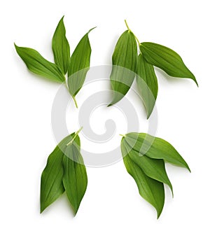 Green leaves isolated