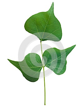 Green leaves isolated on a white