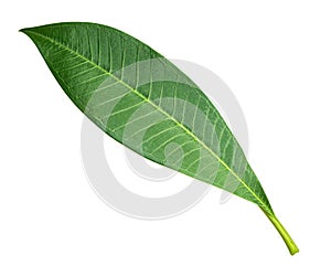 Green leaves isolated on a white