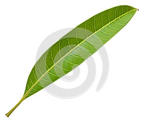 Green leaves isolated on a white