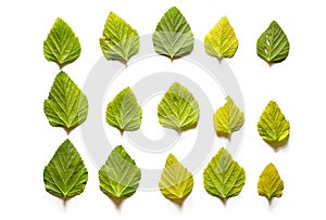 Green leaves isolated on a white background