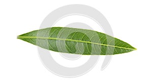 Green leaves isolated on white background