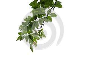 Green leaves isolated on white background