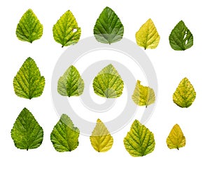 Green leaves isolated on a white background