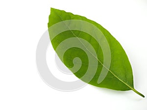 Green leaves isolated on white background. Avocado leaf lies on white surface. Natural background. Leaf texture