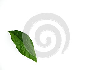Green leaves isolated on white background. Avocado leaf lies on white surface. Natural background. Leaf texture
