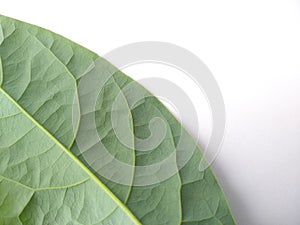 Green leaves isolated on white background. Avocado leaf lies on white surface. Natural background. Leaf texture