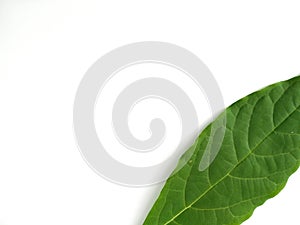 Green leaves isolated on white background. Avocado leaf lies on white surface. Natural background. Leaf texture