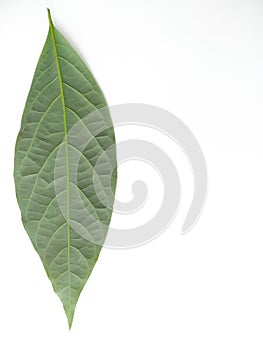 Green leaves isolated on white background. Avocado leaf lies on white surface. Natural background. Leaf texture