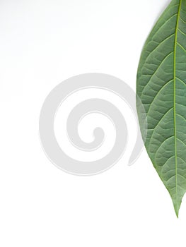 Green leaves isolated on white background. Avocado leaf lies on white surface. Natural background. Leaf texture