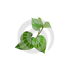 Green leaves isolated on white background with clipping path, Top view. Betel leaves cut out white background.