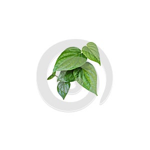 Green leaves isolated on white background with clipping path, Top view. Betel leaves cut out white background.