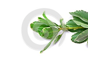 Green leaves isolated on a white background. Green leaves of ficus. Copy spase