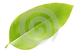 Green leaves isolated on white background,Leaf of the tree Golden shower