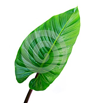 Green leaves isolated on white background. The tropical forest plant. File contains with clipping path