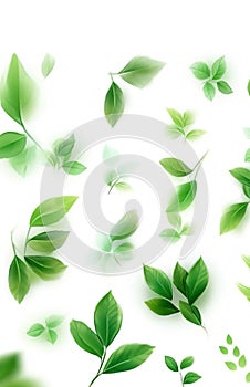 Green leaves isolated on white. Green natural leaves on white background.