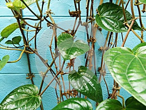 Green leaves of ivy betel and dried stems