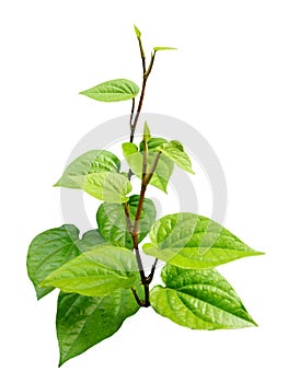 Green leaves of ivy betel piper betle