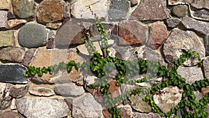 Green leaves ivy vine growing on wall made of river stones