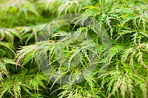 Green leaves of the Japanese maple (Acer palmatum)