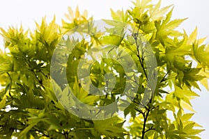 Green leaves of the Japanese maple Acer palmatum