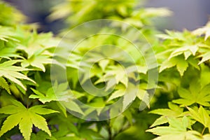Green leaves of the Japanese maple Acer palmatum