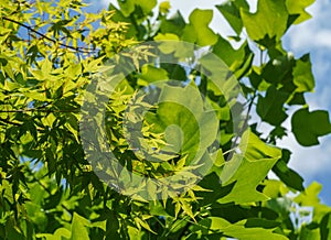 Green leaves of the Japanese maple Acer Palmatum on blurred leaves of Tulip tree Liriodendron tulipifera, called Tuliptree,