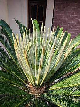 Green leaves of Japanese Sago palm tree & x28;Cycas revoluta& x29; cycad palm plant foliage.