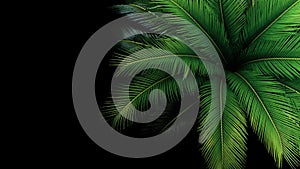 Green leaves of Japanese Sago palm tree the foliage cycad palm plant on black background, top view