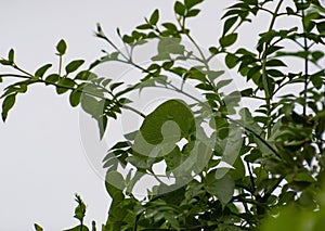 Green Leaves of Jasmine Vine and heart-leaved moonseed photo