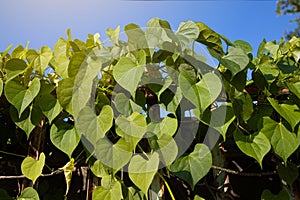 Green Leaves of the Javanese Treebine Grape Ivy.