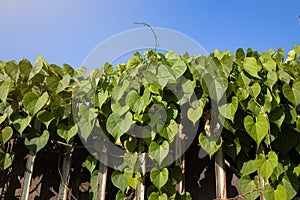 Green Leaves of the Javanese Treebine Grape Ivy.