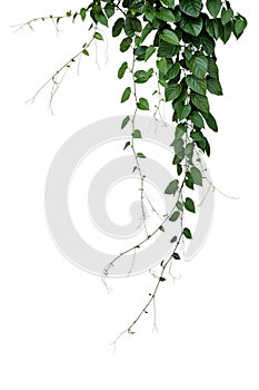 Green leaves Javanese treebine or Grape ivy Cissus spp. jungle vine hanging ivy plant bush isolated on white background with