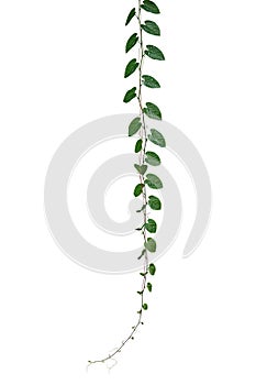 Green leaves Javanese treebine or Grape ivy Cissus spp. jungle vine hanging ivy plant isolated on white background with clipping