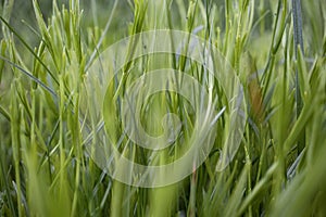 Green leaves of juicy long grass on spring ryegrass pasture in sunlight side view