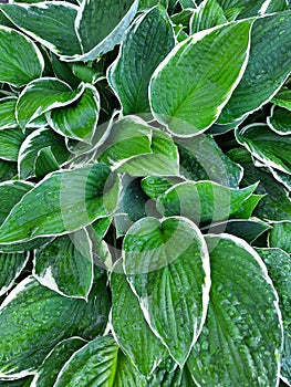 Green leaves khosta with water drops