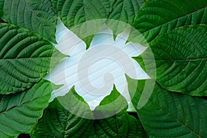 Green leaves of Kratom Mitragyna speciosa Mitragynine in frame pattern on white ceramic plate