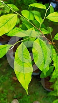 Green leaves that lacks nutrients
