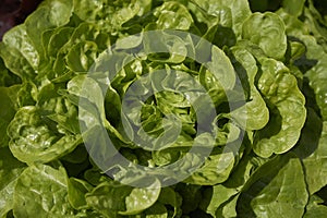 Lactuca sativa close up