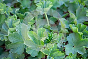 Green leaves of Lady`s mantle Alchemilla vulgaris background photo