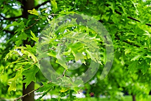 Green leaves of landscaping tree, Quercus palustris, the pin or swamp Spanish oak in park