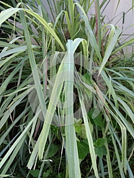 Green leaves of lemon grass