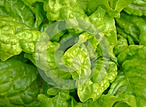 Green leaves of lettuce