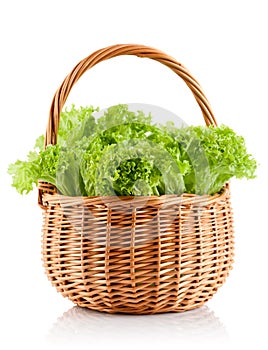 Green leaves lettuce in the basket