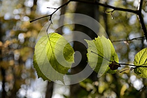 Green leaves lighted by the sun in a forrest