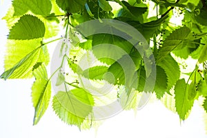 Green leaves of the lime tree in the sunshine