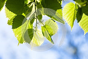 Green leaves of the lime tree in the sunshine