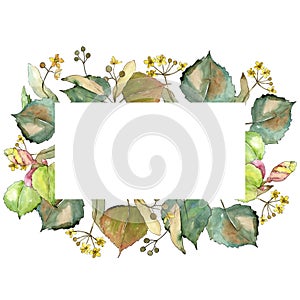 Green leaves linden. Leaf plant botanical garden floral foliage. Frame border ornament square.